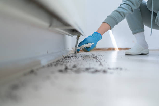 Wasp Removal Services in Gray, TN